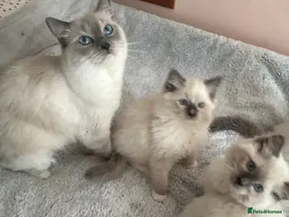 Ragdoll cats Ragdolls 😸 kittens 😸 looking lovely family - Advert 1