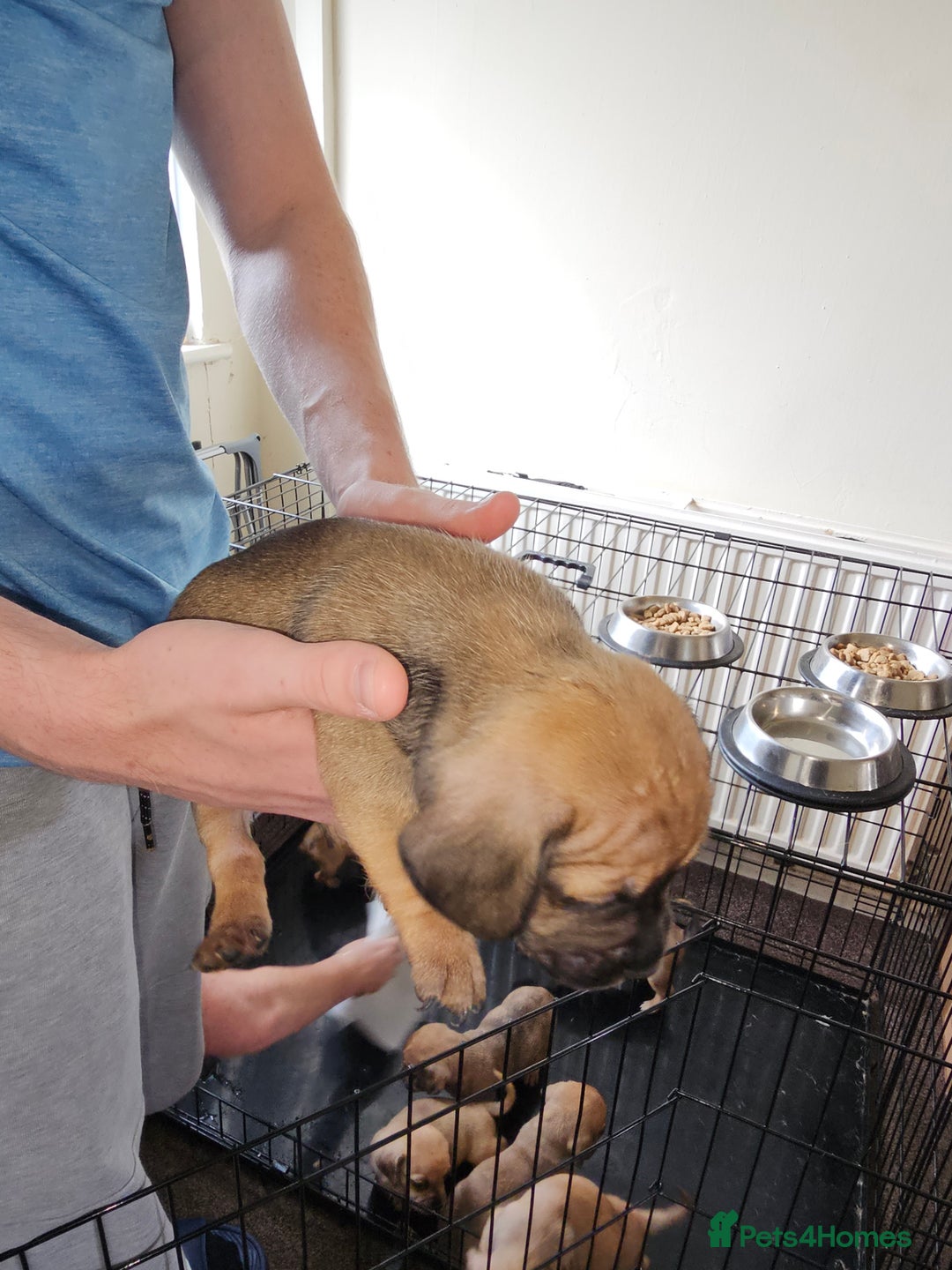 Mixed Breed dogs for sale: dachshund  x pug puppy's  - Image 8