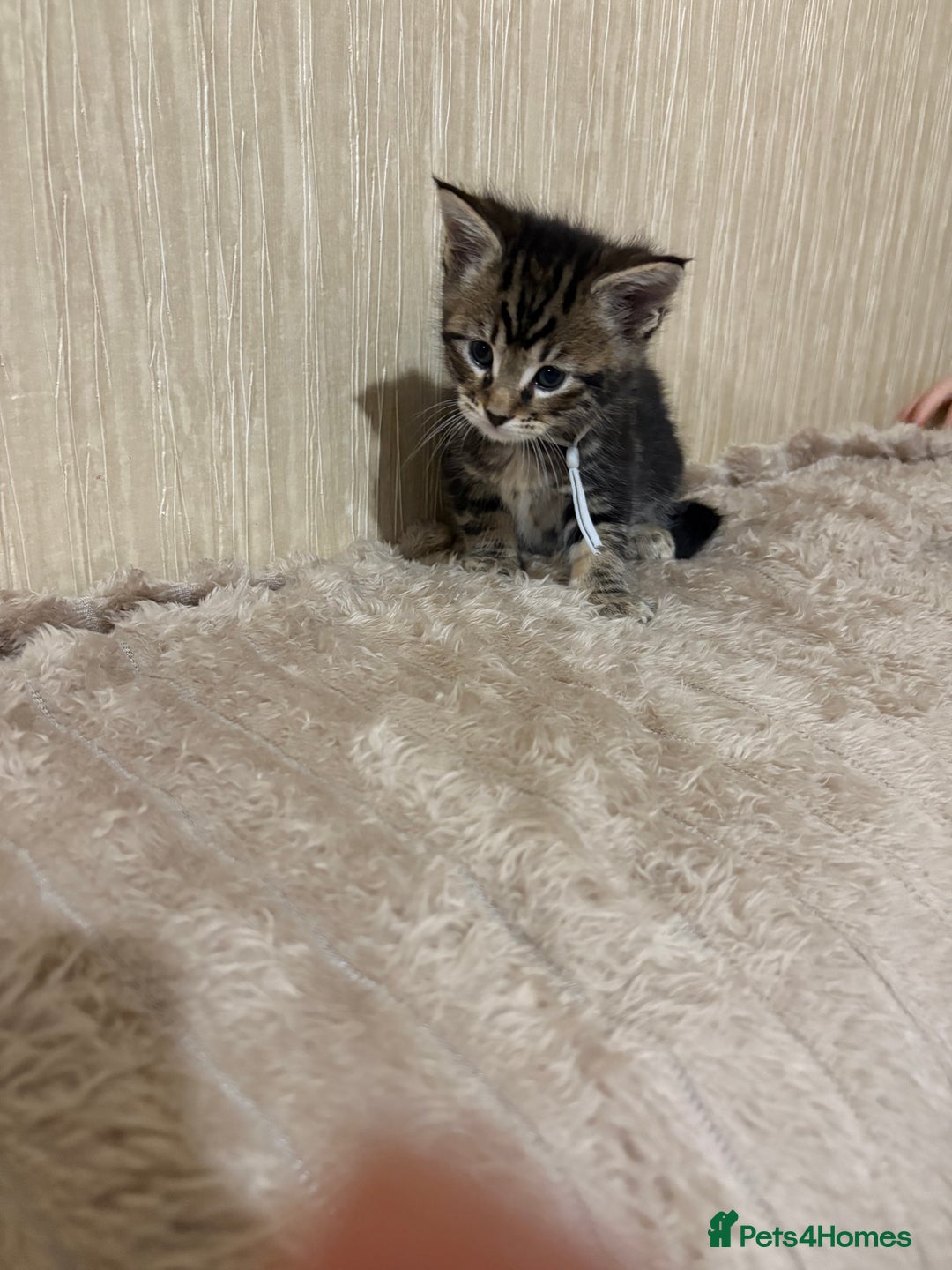 Maine Coon cats for sale: Maine Coon Type Kittens — Fluffy, Friendly - Advert 19