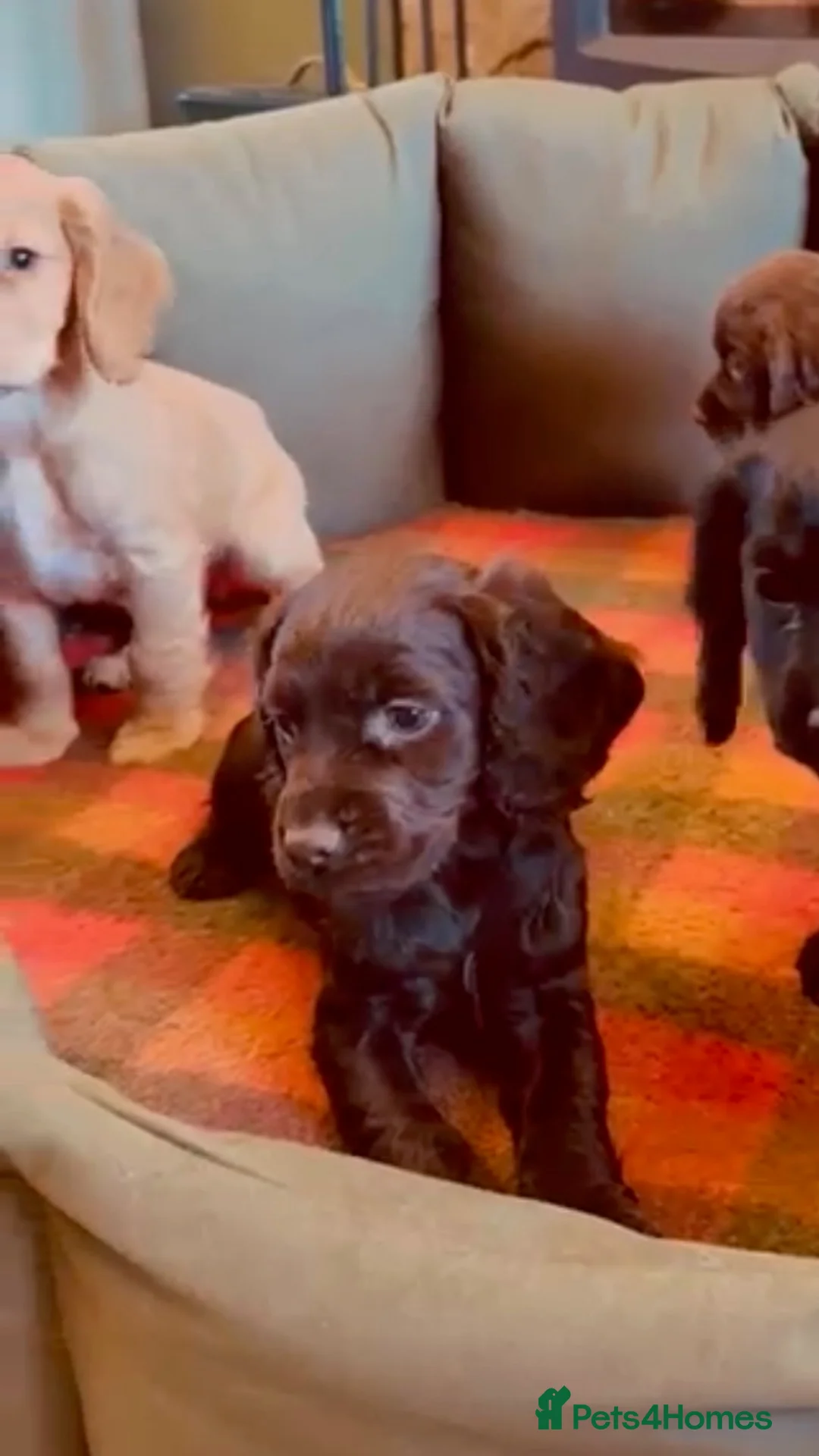 Cocker Spaniel dogs for sale: Outstanding Working Cocker Spaniel Puppy Female - Advert 2