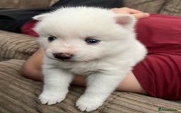 Pomsky dogs for sale: Pomsky puppies - Image 23