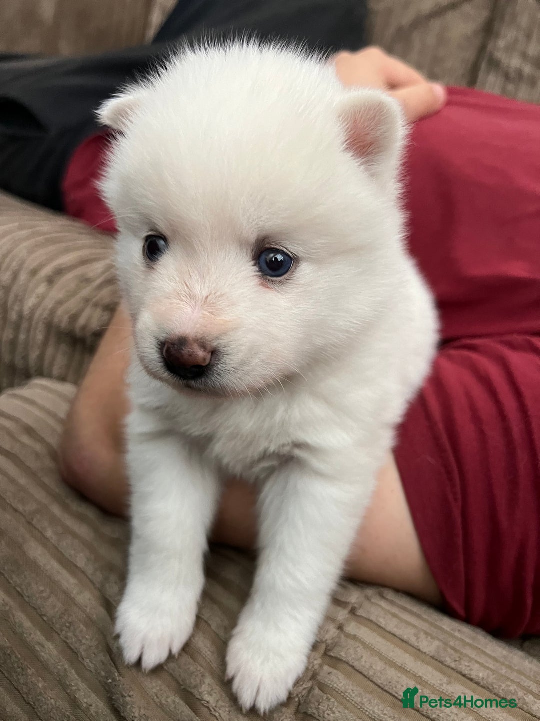 Pomsky dogs for sale: Pomsky puppies - Image 23