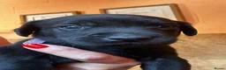 Labrador Retriever dogs for sale: TOP QUALITY PUPS FROM FULLY HEALTH TESTED PARENTS - Advert 3