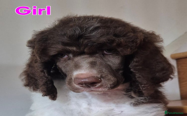 Standard Poodle dogs - Advert 6