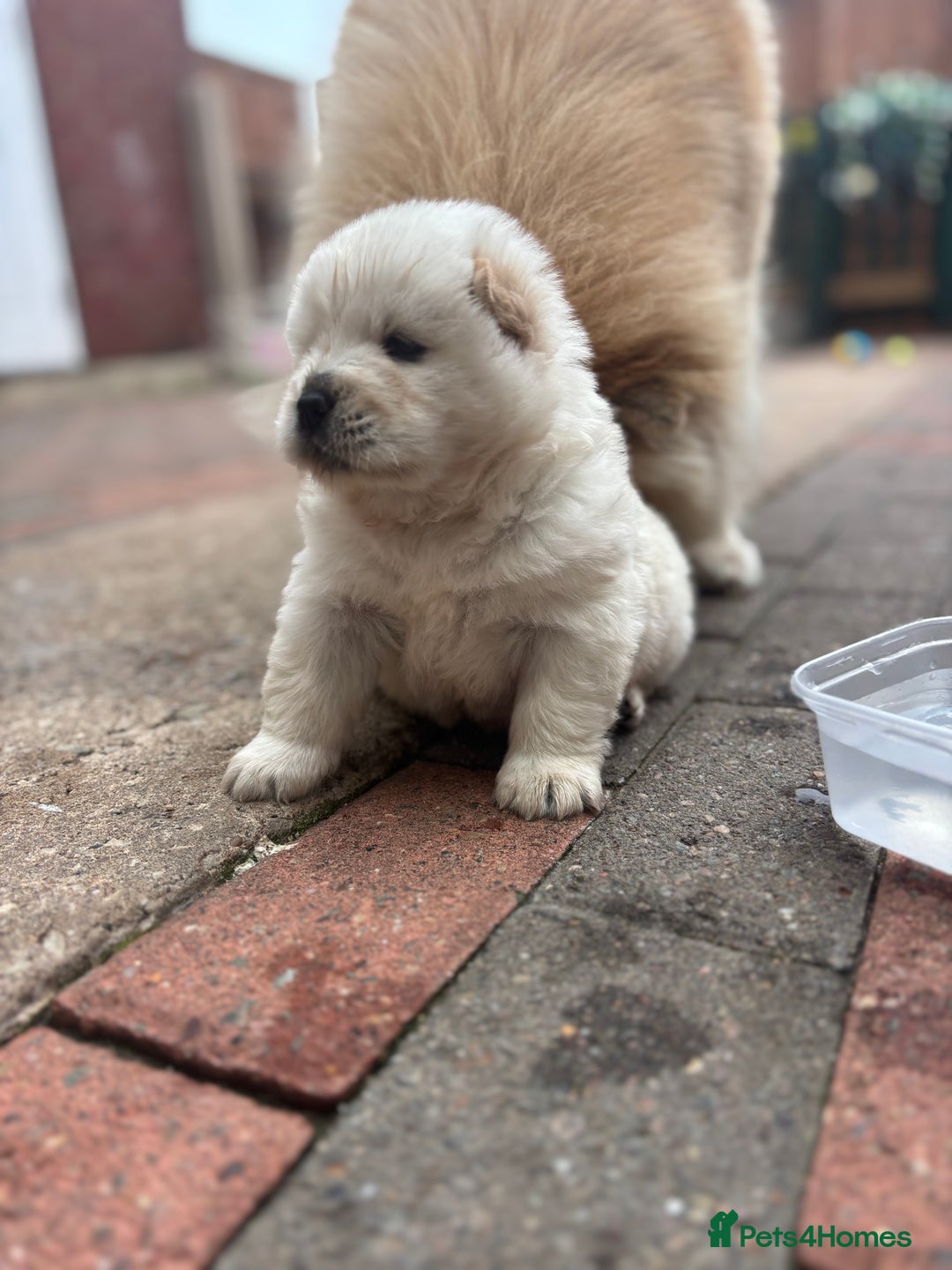 Chow Chow dogs for sale: chow chow puppies  - Image 17