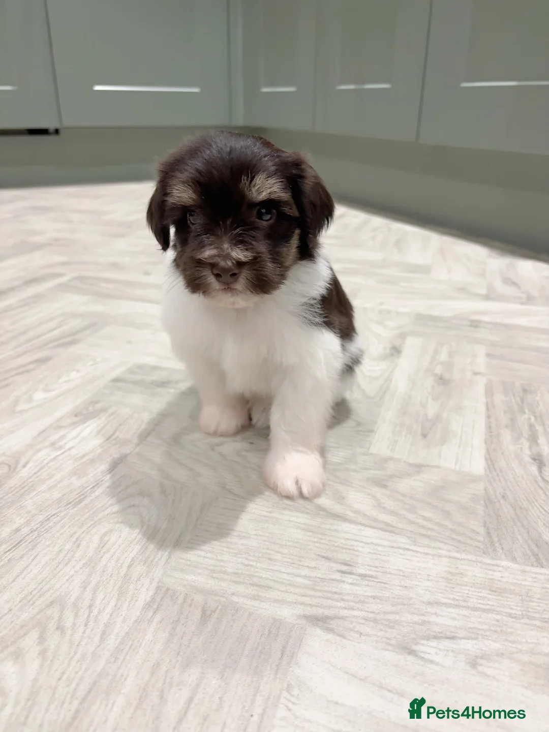 Miniature Schnauzer dogs for sale: SOLD KC Reg Miniature Schnauzers - Advert 14