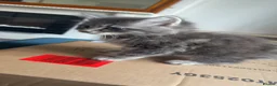Mixed Breed cats for sale: Grey kitten  - Advert 4