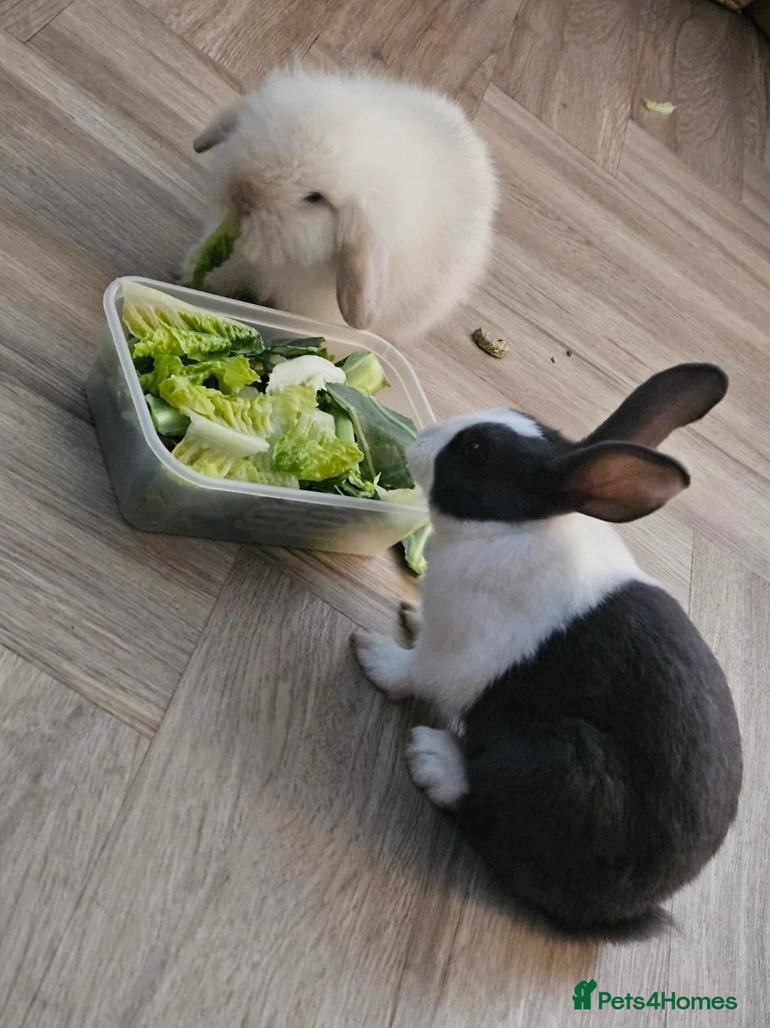 Mixed Breed rabbits 2x rabbits, hutch, covers, pen - Advert 2