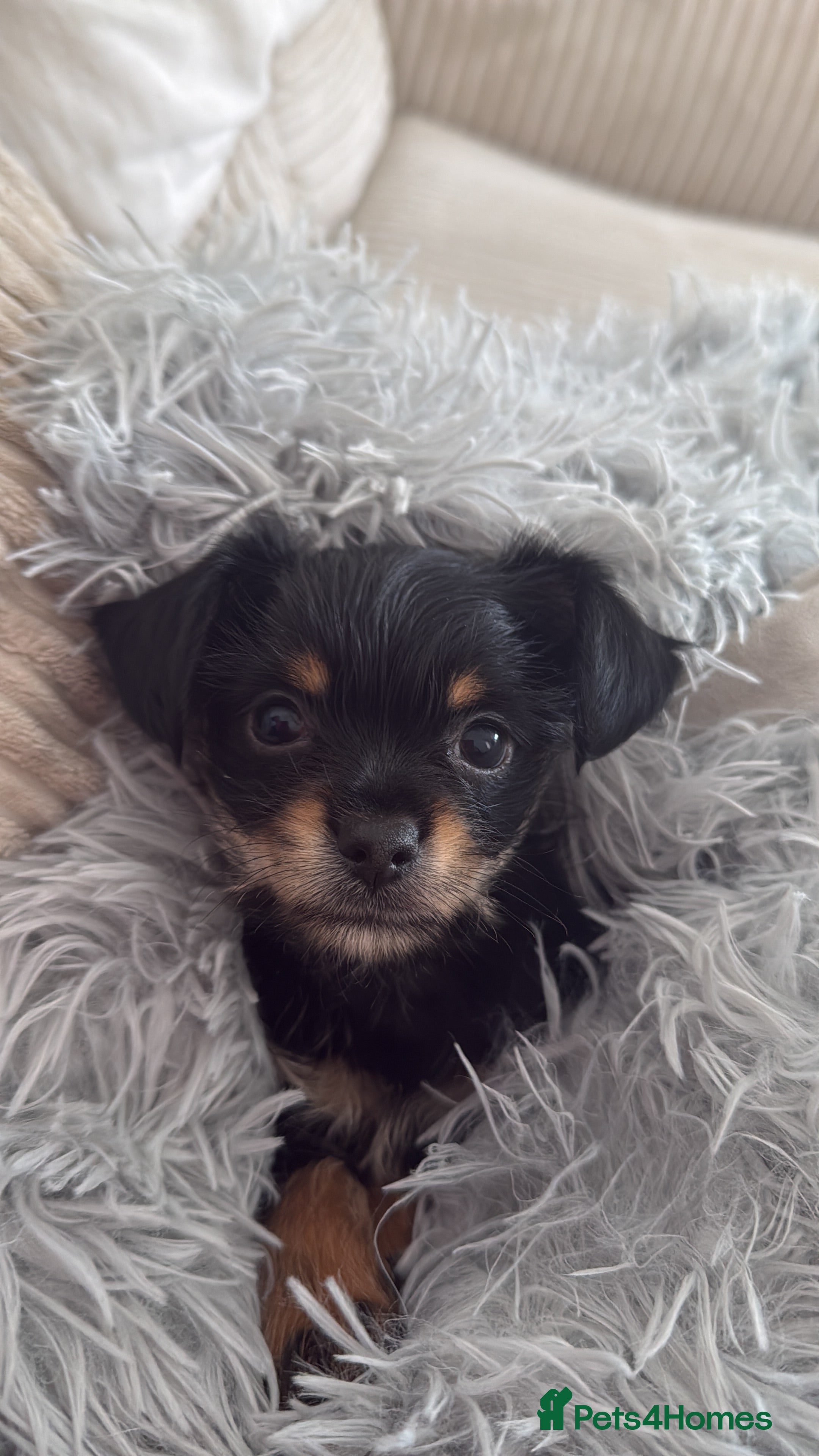 Chorkie dogs Male chorkie for stud - Advert 1