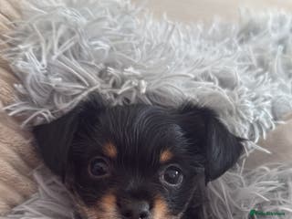 Chorkie dogs Male chorkie for stud - Advert 1