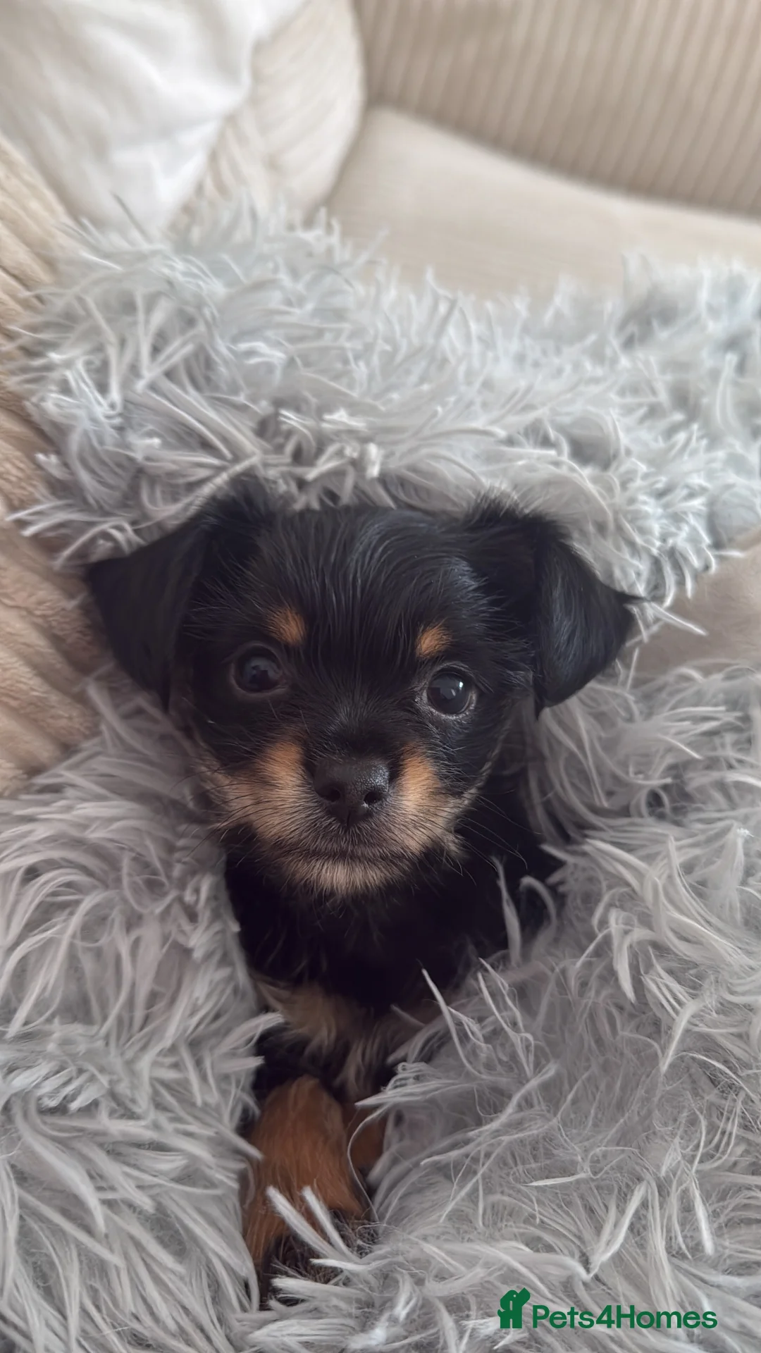 Chorkie dogs for stud: Male chorkie for stud - Advert 1