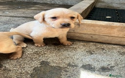 Labrador Retriever dogs for sale: Fox red Labrador puppies  - Image 4