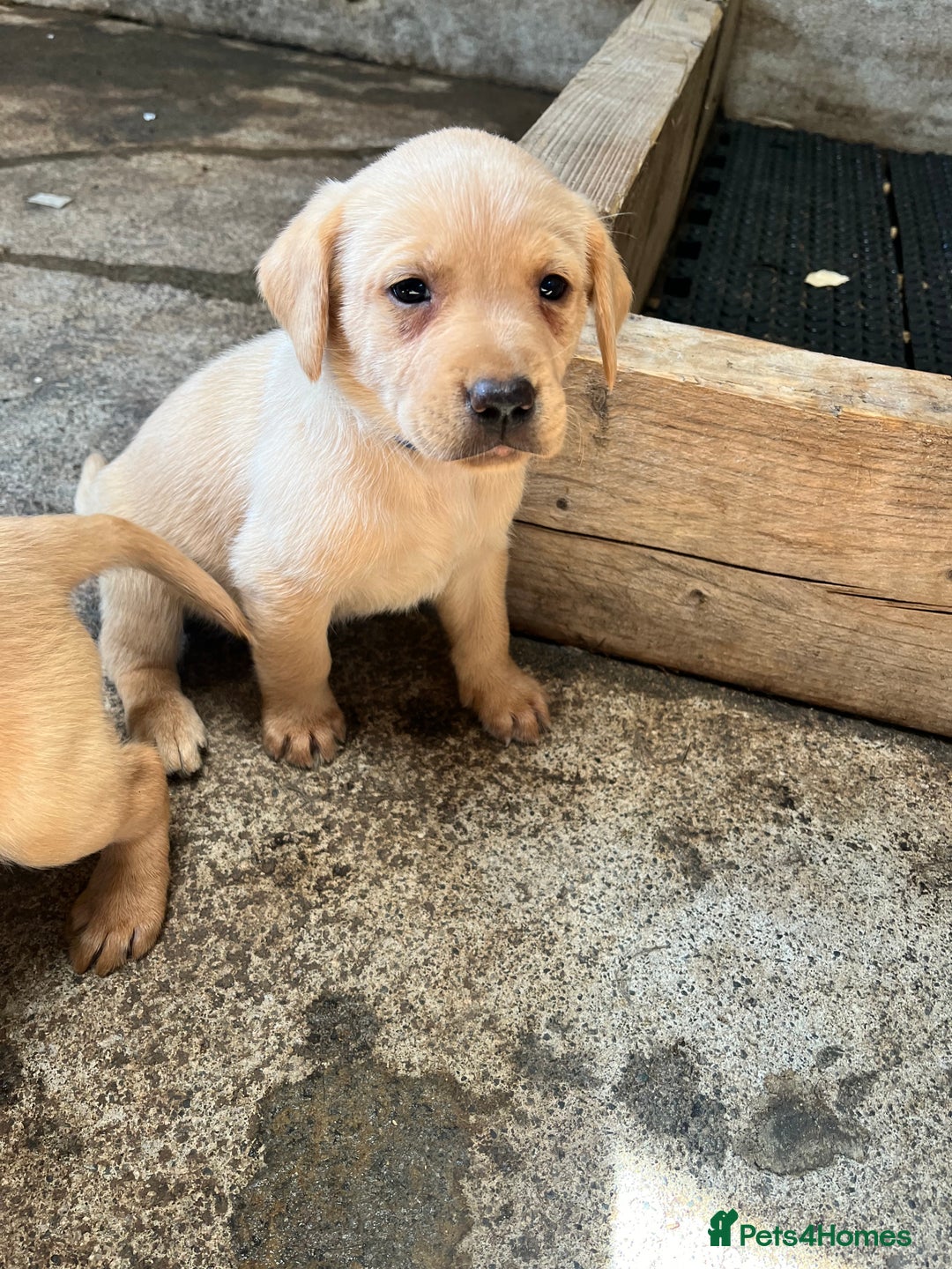 Labrador Retriever dogs for sale: Fox red Labrador puppies  - Image 4
