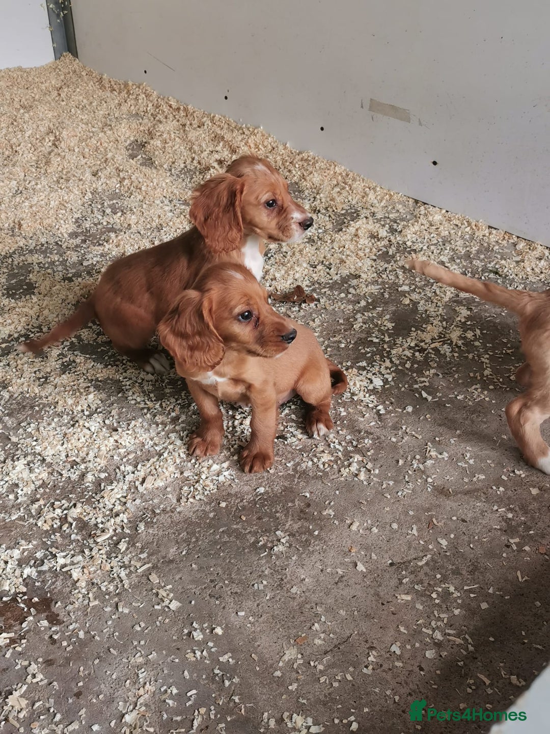 Cocker Spaniel dogs for sale: Fully vaccinated, Working type kc cocker spaniels - Image 9