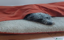 Mixed Breed dogs for sale: Bedlington x Whippet puppies - Image 8