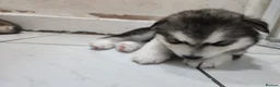 Siberian Husky dogs for sale: ​🐾STUNNING Siberian Husky Puppies💎Blue eyes🐾🐾 - Advert 12