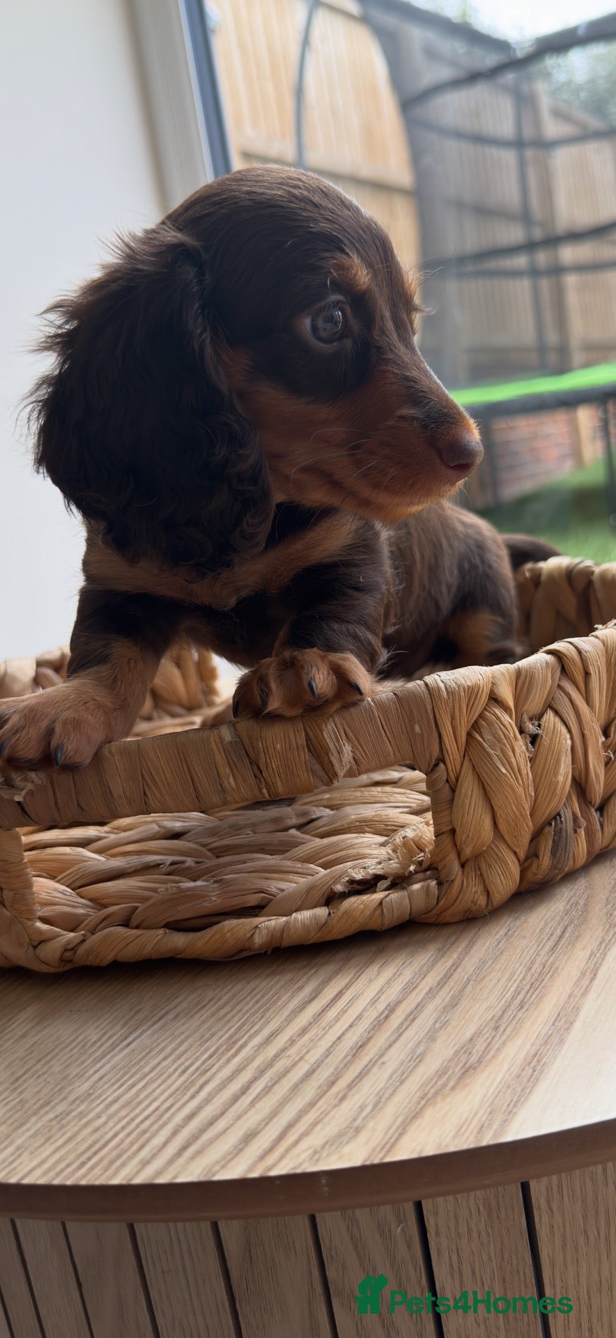 Miniature Dachshund dogs READY TO LEAVE💛 long-haired miniature dachshunds - Advert 1
