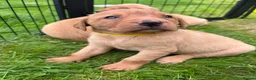 Labrador Retriever dogs for sale: KC fox red puppies - Advert 11