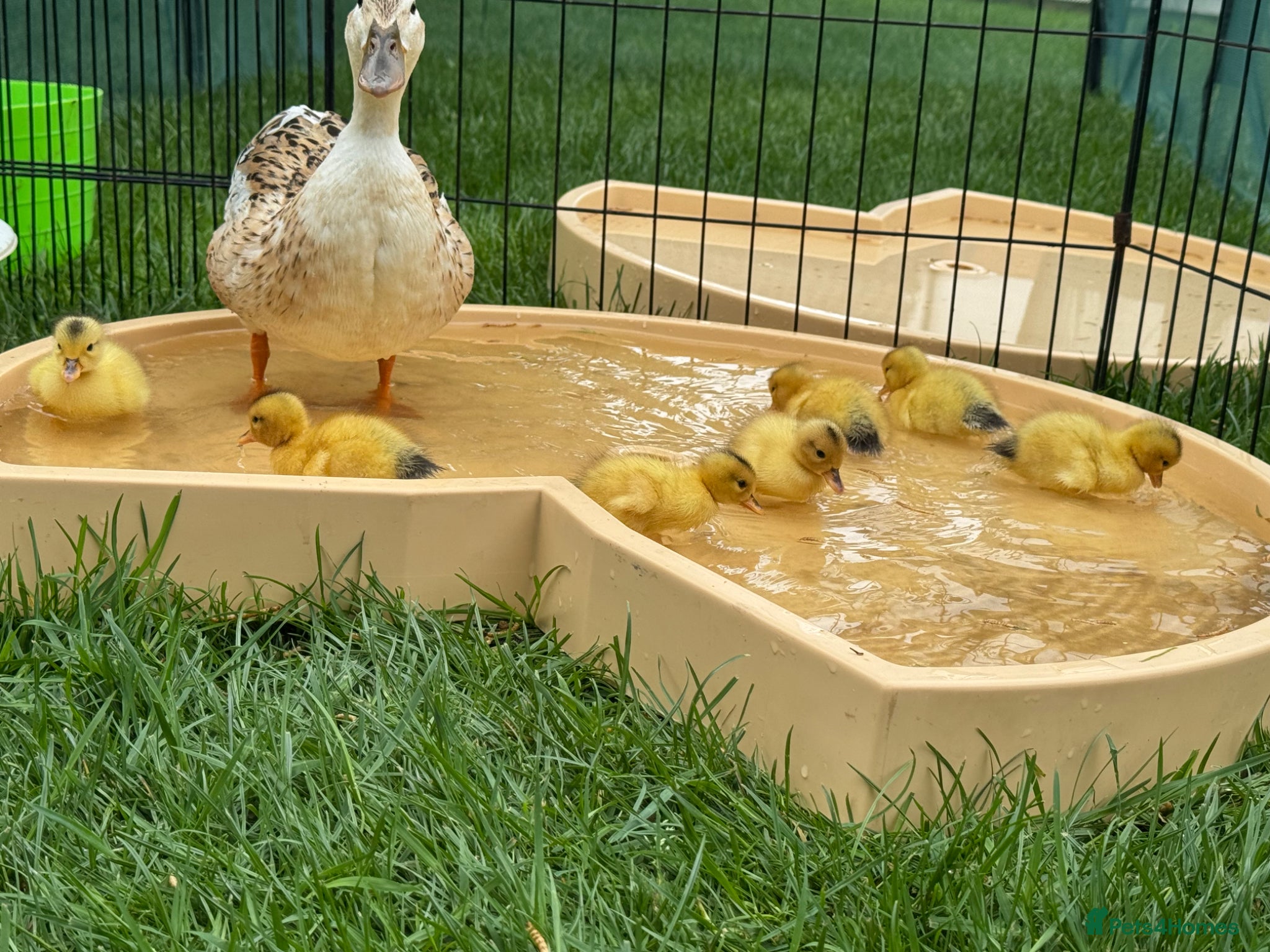 Ducks poultry for sale: Beautiful miniature silver appleyard ducklings - Advert 1