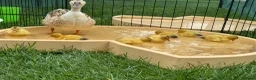 Ducks poultry for sale: Beautiful miniature silver appleyard ducklings - Advert 1