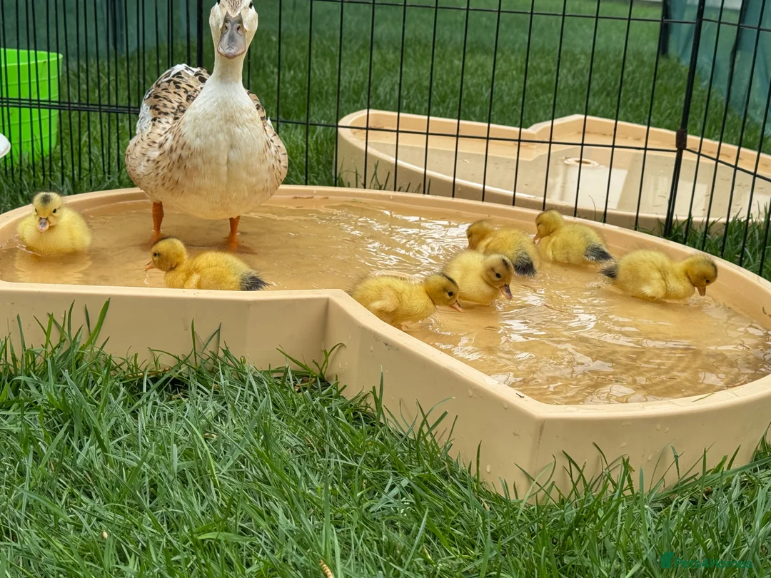 Ducks poultry for sale: Beautiful miniature silver appleyard ducklings - Advert 1