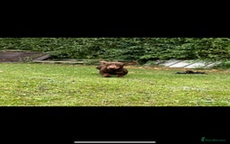 Miniature Dachshund dogs for stud: TINY KC REG HEREDITARY PRA CLEAR PROVEN in Pontefract - Image 3