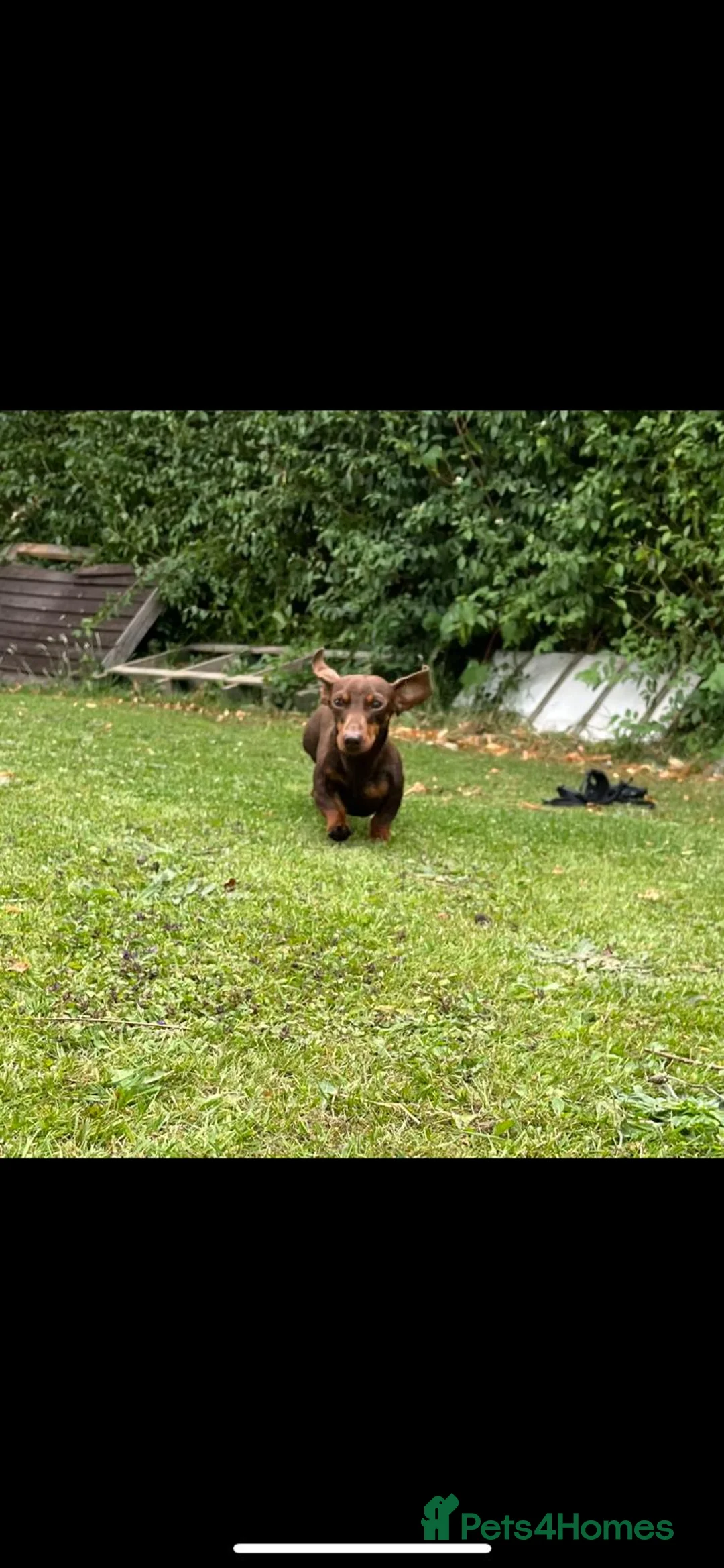 Miniature Dachshund dogs for stud: TINY KC REG HEREDITARY PRA CLEAR PROVEN in Pontefract - Advert 3