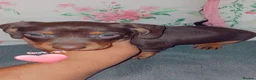 Dachshund dogs for sale: Beutyful dashound babys  - Advert 18