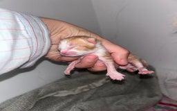 Mixed Breed cats for sale: 1 FEMALE LEFT left  - Image 5