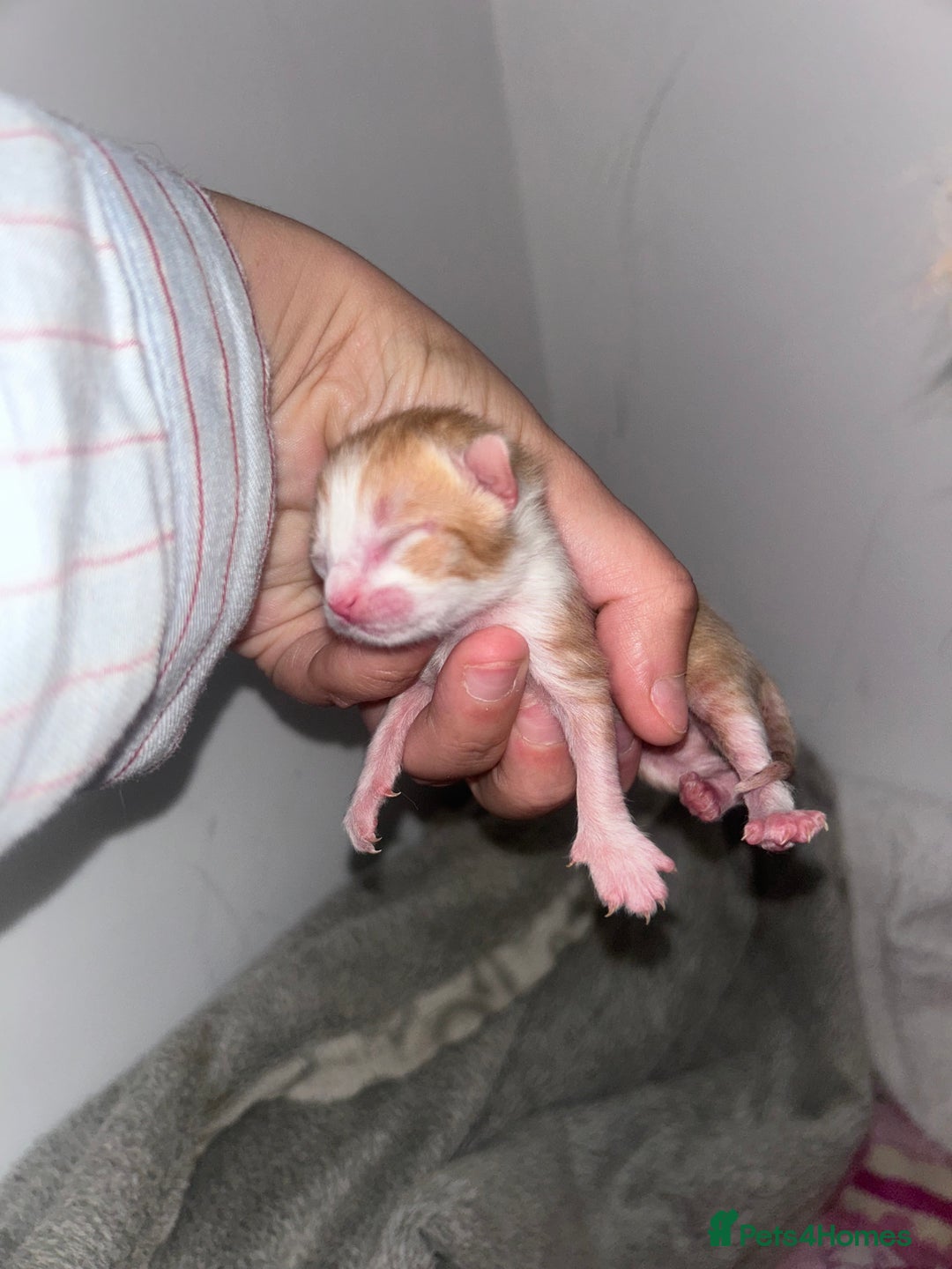 Mixed Breed cats for sale: 1 FEMALE LEFT left  - Image 5