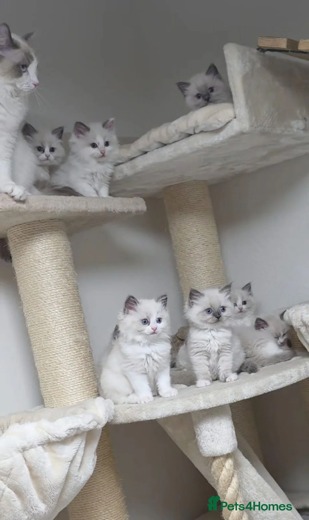 Ragdoll cats for sale: Gorgeous Ragdoll Kittens, Ready to Love - Advert 1