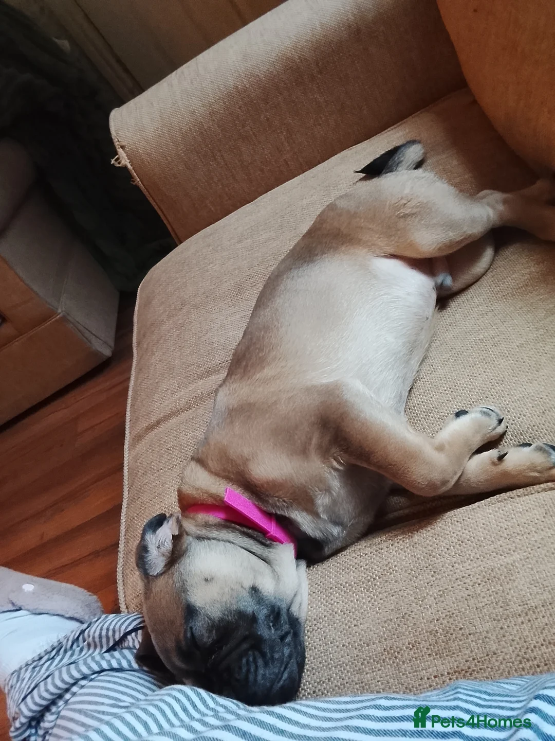 Frug dogs for sale: Frug puppy  - Advert 7