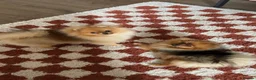 Pomeranian dogs for sale: Micro Teddy Poms Coco & Gigi - 12 & 8 Months - Advert 7