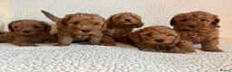 Cockapoo dogs for sale: F1b cockapoo puppies - DNA health test clear  - Advert 16