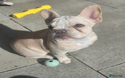 French Bulldog dogs for sale: Female french bulldog (dolly) - Image 1