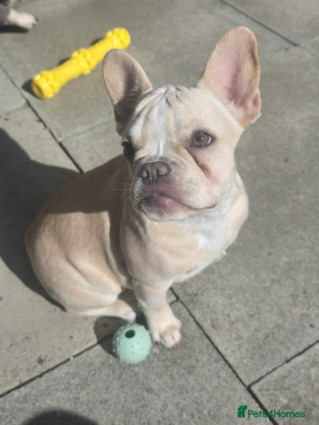 French Bulldog dogs for sale: Female french bulldog (dolly) - Image 1