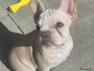French Bulldog dogs for sale - Advert 1