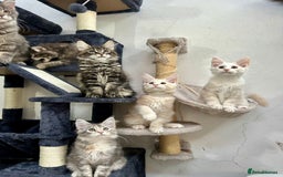 Maine Coon cats for sale: Pedigree TICA Registered Maine Coon Kittens - Image 26