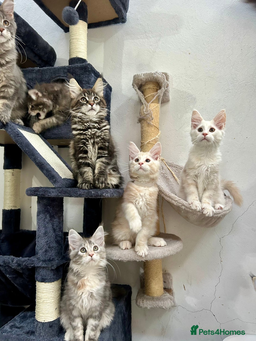 Maine Coon cats for sale: Pedigree TICA Registered Maine Coon Kittens - Image 26