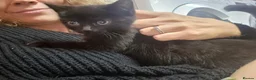 Mixed Breed cats for sale: Mixed Ragdoll babies in Alton - Advert 5