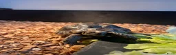 Tortoise reptiles for sale: Greek spur thigh tortoise male  in London - Advert 6