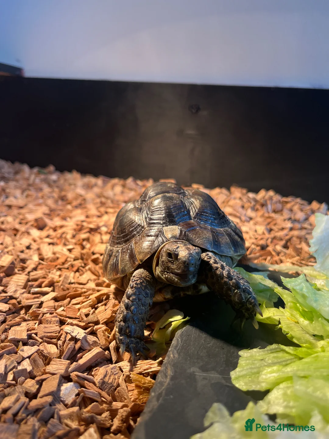 Tortoise reptiles for sale: Greek spur thigh tortoise male  in London - Advert 6