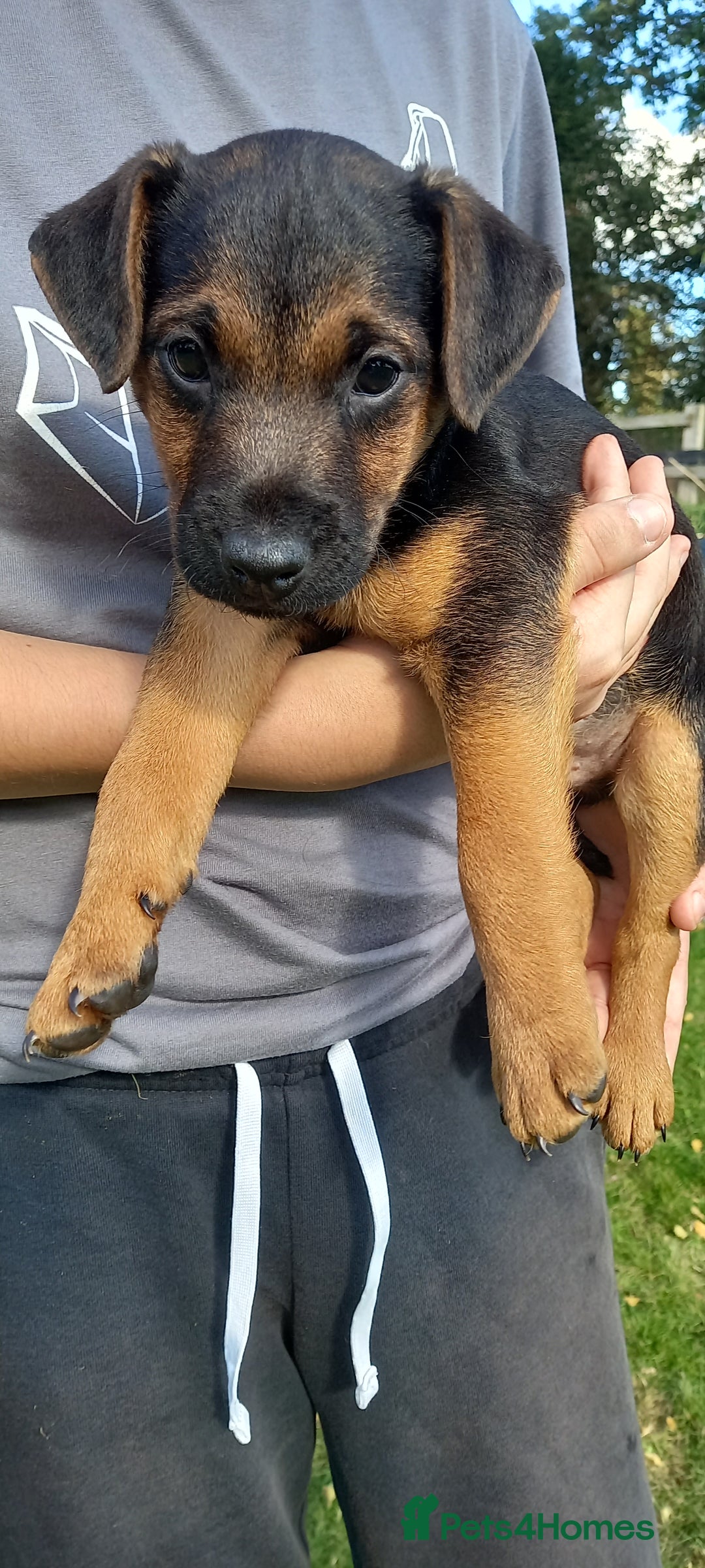 Mixed Breed dogs for sale: Border X Lakeland Terrier Puppies - Image 18