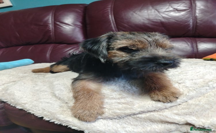 Border Terrier dogs - Advert 1