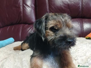 Border Terrier dogs - Advert 5