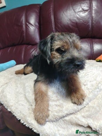 Border Terrier dogs - Advert 1