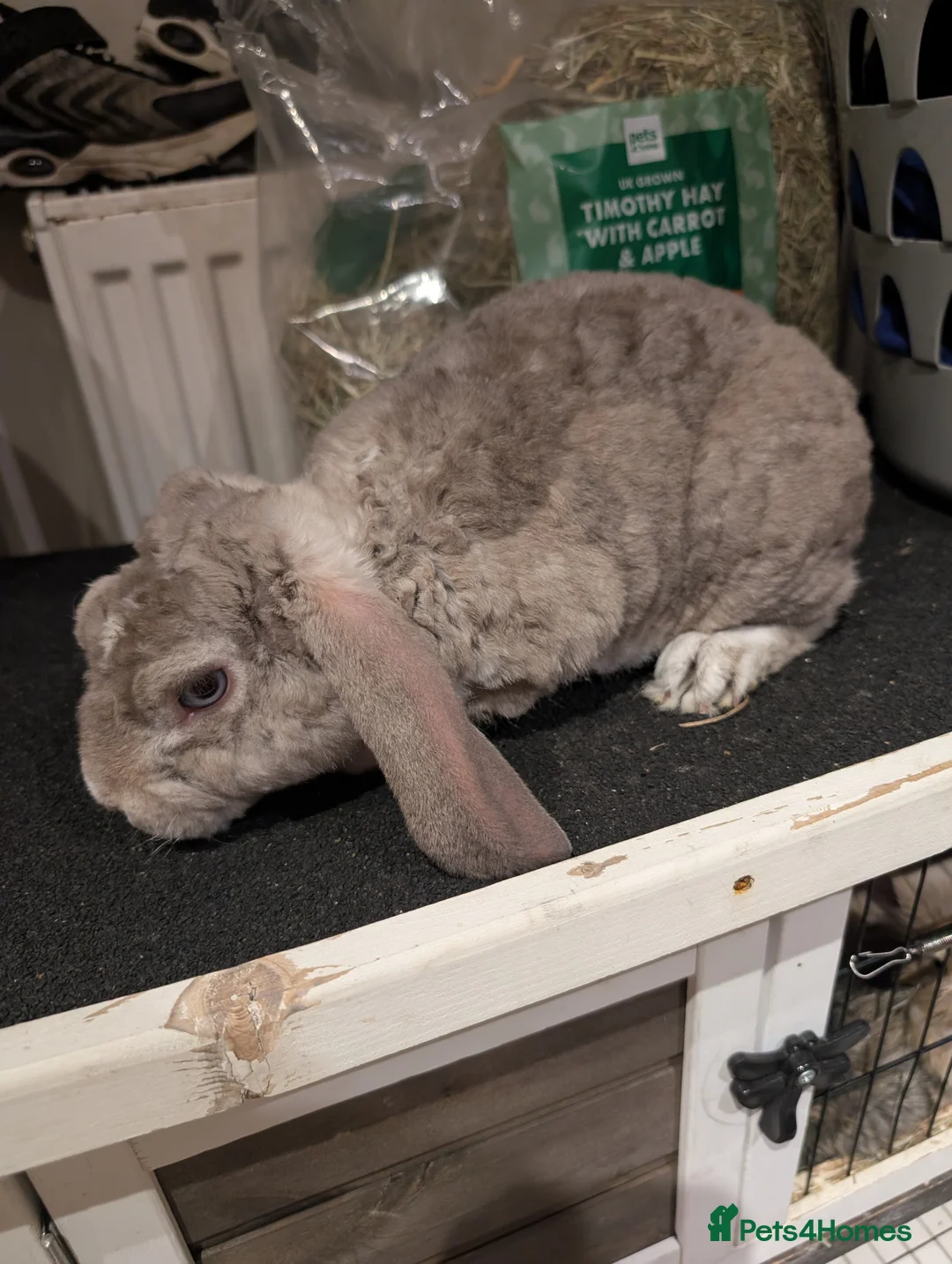 Mini Lop rabbits for sale: Plush mini lop buck - Advert 2