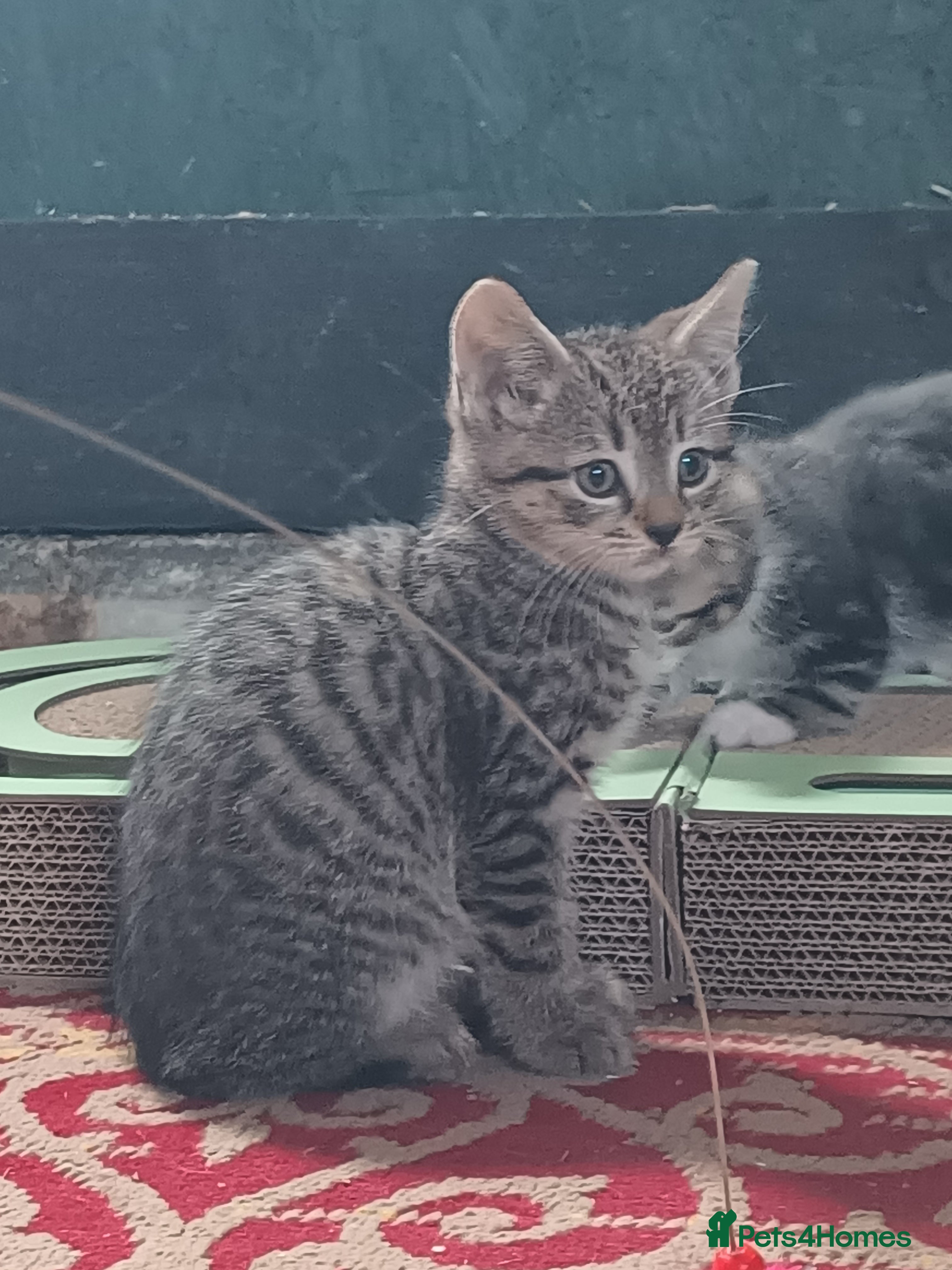 Bengal cats LAST Bengal x British Short Hair Kitten - Advert 12