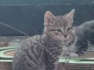Bengal cats LAST Bengal x British Short Hair Kitten - Advert 12