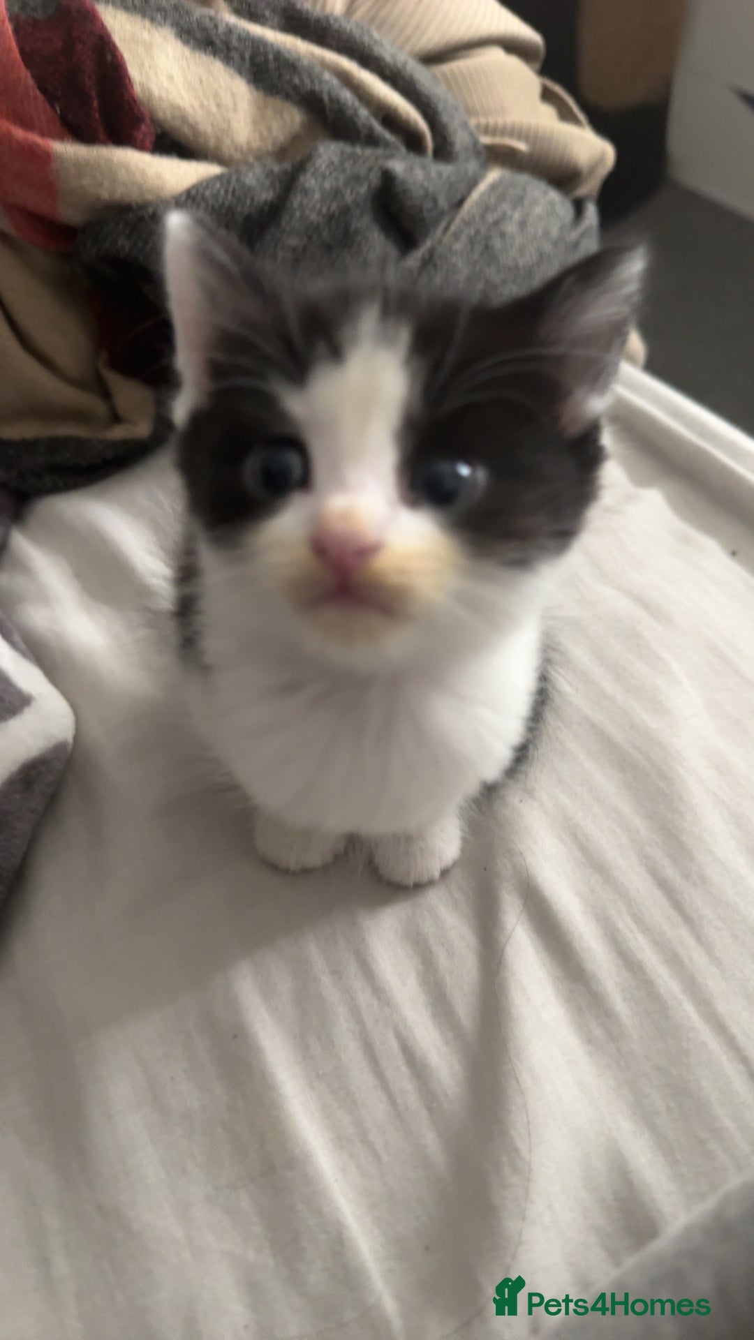 Mixed Breed cats for sale: 3 beautiful kittens available  - Image 19